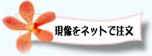 �ʐ^���l�b�g�Œ���